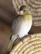 Rüppell's Weaver