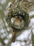 Rüppell's Weaver