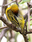 Northern Masked Weaver