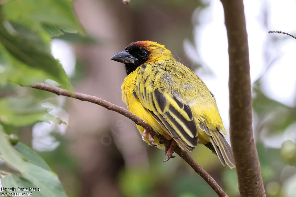 Northern Masked Weaver male adult breeding, identification