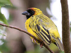 Northern Masked Weaver