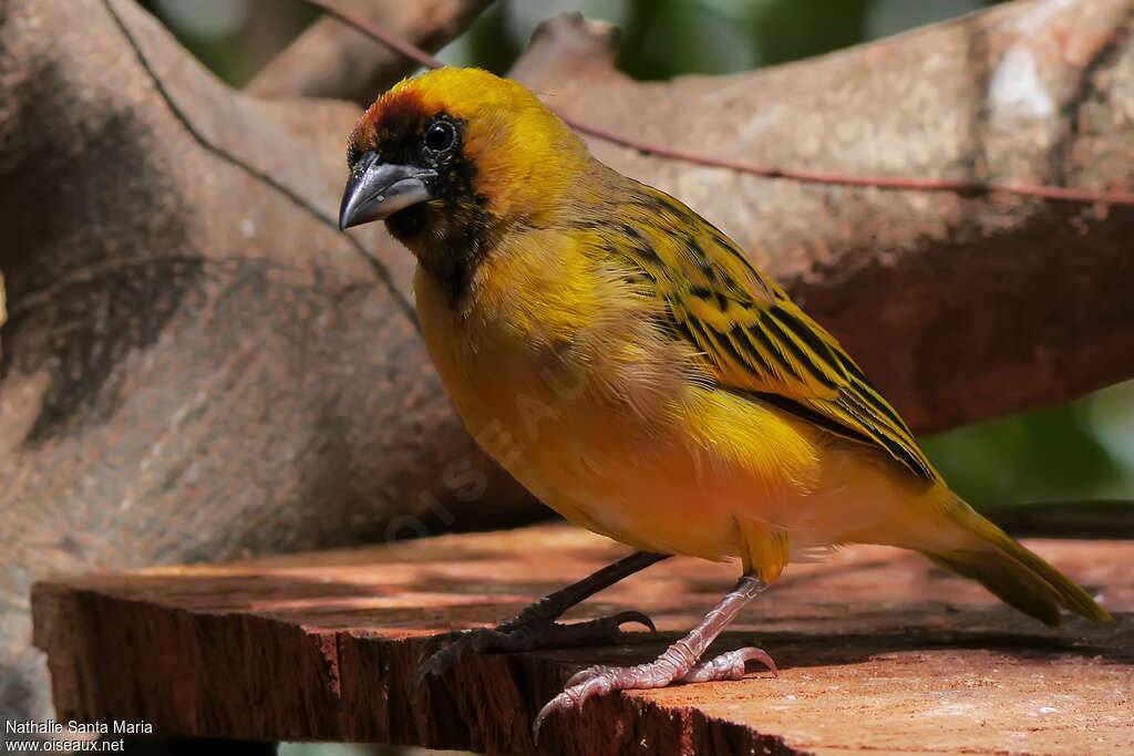 Northern Masked Weaver male adult breeding, close-up portrait