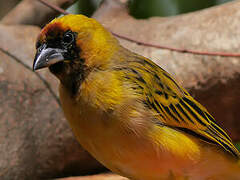 Northern Masked Weaver