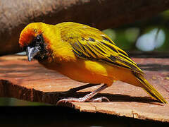 Northern Masked Weaver