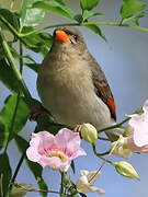 Red-headed Weaver