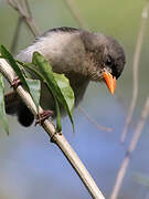 Red-headed Weaver