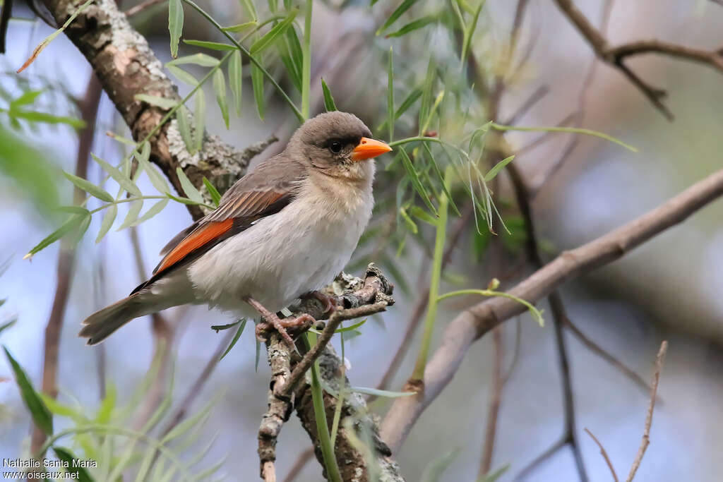 Red-headed Weaver female adult, identification