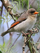 Red-headed Weaver