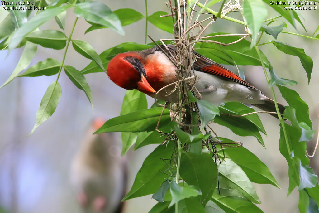 Red-headed Weaver male adult breeding, identification, habitat, Reproduction-nesting