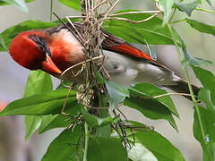 Red-headed Weaver