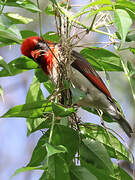 Red-headed Weaver