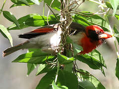 Red-headed Weaver