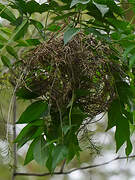 Red-headed Weaver