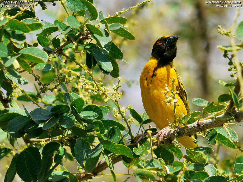 Village Weaver male adult breeding, identification, Behaviour