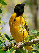 Village Weaver