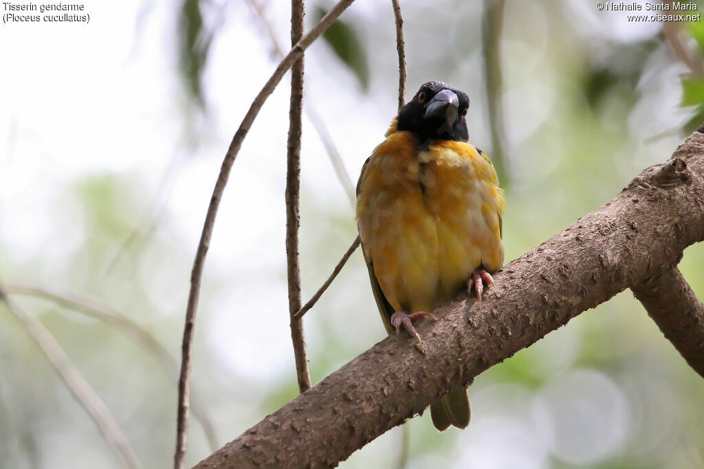 Village Weaver male adult, identification, habitat