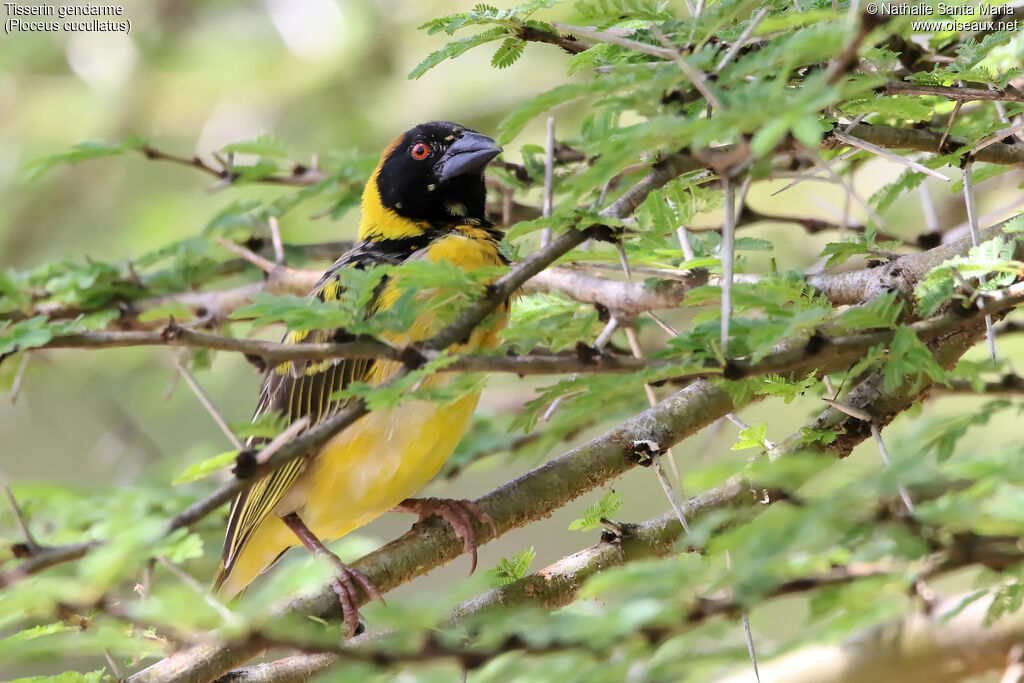 Tisserin gendarme mâle adulte, identification, habitat