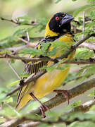 Village Weaver