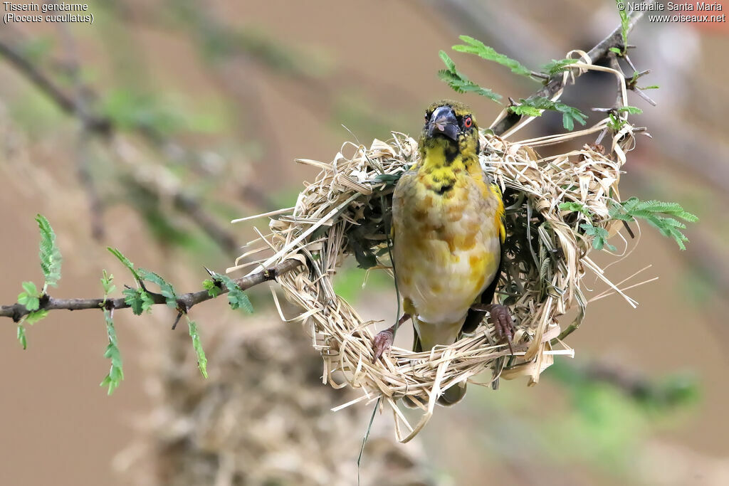 Tisserin gendarme mâle adulte, identification, habitat, Nidification