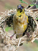 Village Weaver