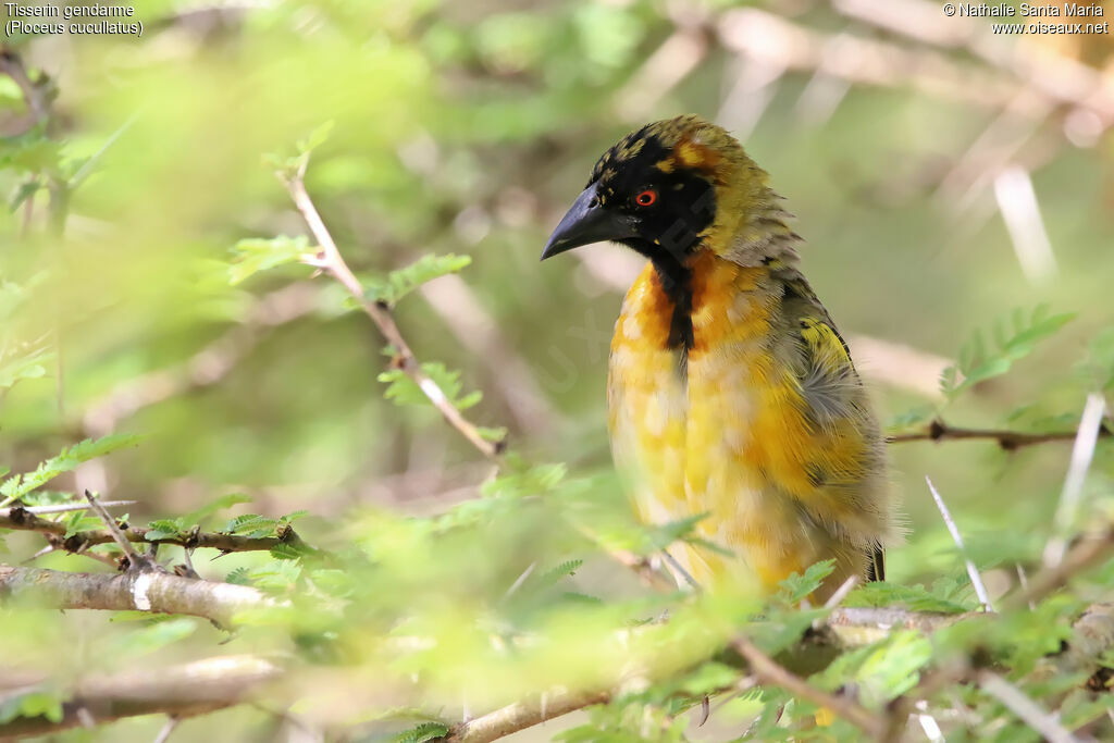 Village Weaver male adult transition, identification, habitat