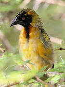 Village Weaver