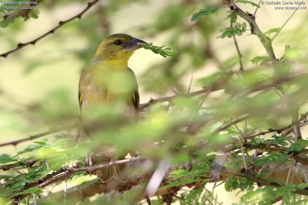 Village Weaver female adult, identification, Reproduction-nesting