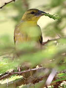 Village Weaver