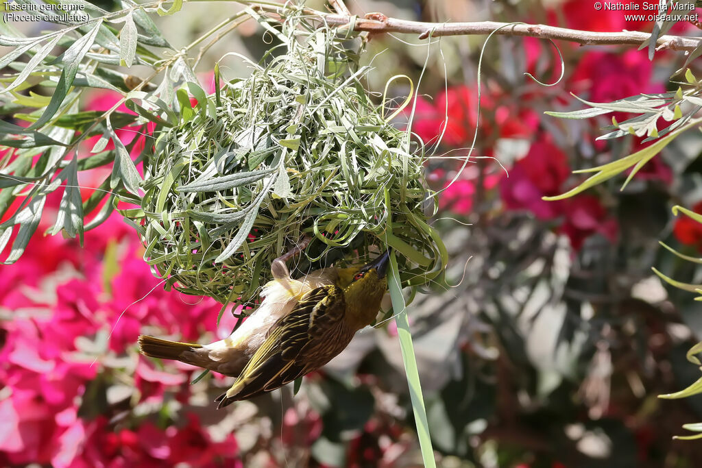 Village Weaver female adult, identification, habitat, Reproduction-nesting