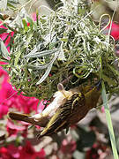 Village Weaver