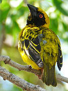 Village Weaver