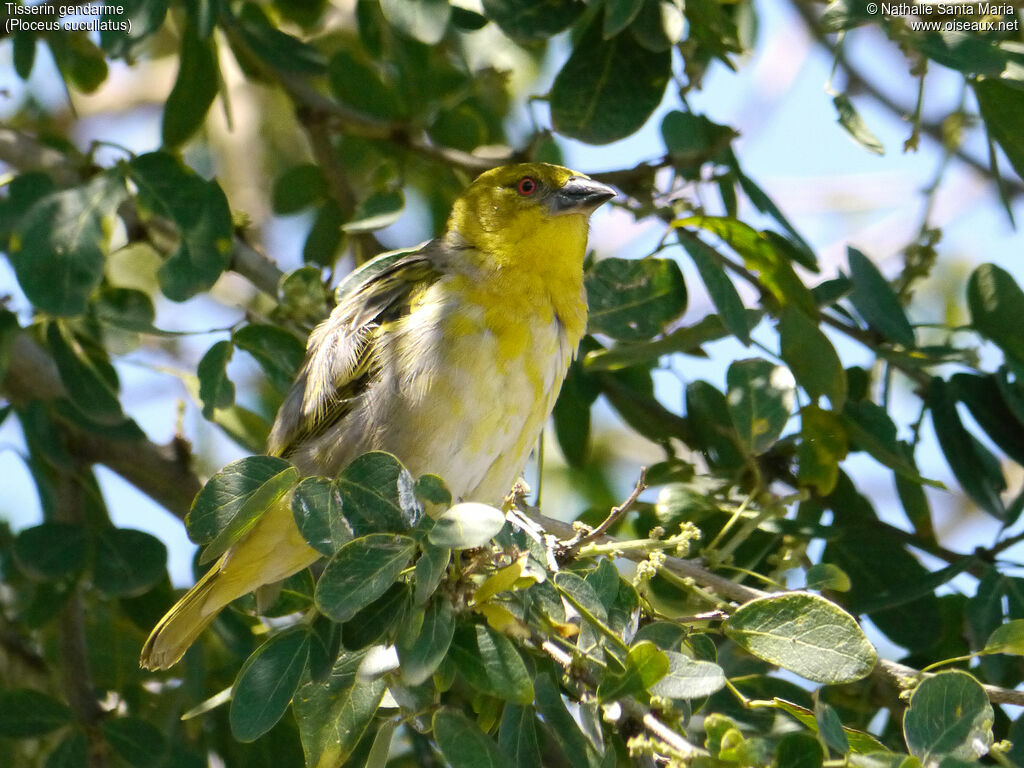 Tisserin gendarme femelle adulte nuptial, identification, habitat, Comportement