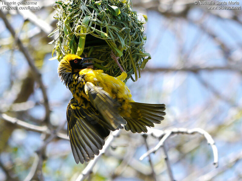 Village Weaver male adult breeding, identification, courting display, Reproduction-nesting, Behaviour