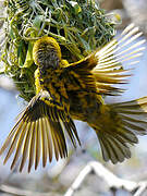 Village Weaver