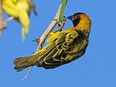 Village Weaver