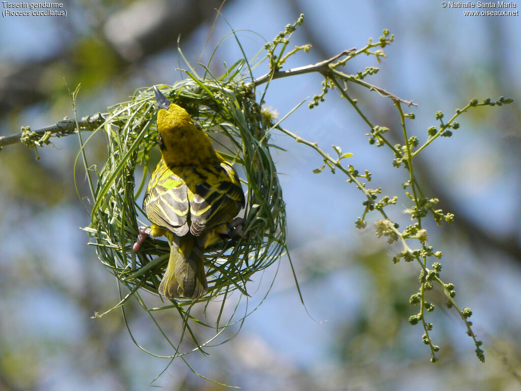 Village Weaveradult breeding, Reproduction-nesting, Behaviour