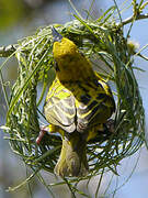 Village Weaver