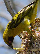 Village Weaver