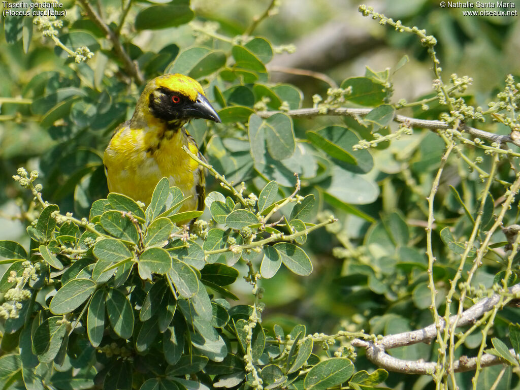 Village Weaver male adult breeding, identification, habitat, Behaviour