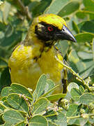 Village Weaver