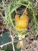 Village Weaver