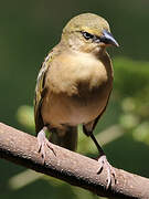 Lesser Masked Weaver