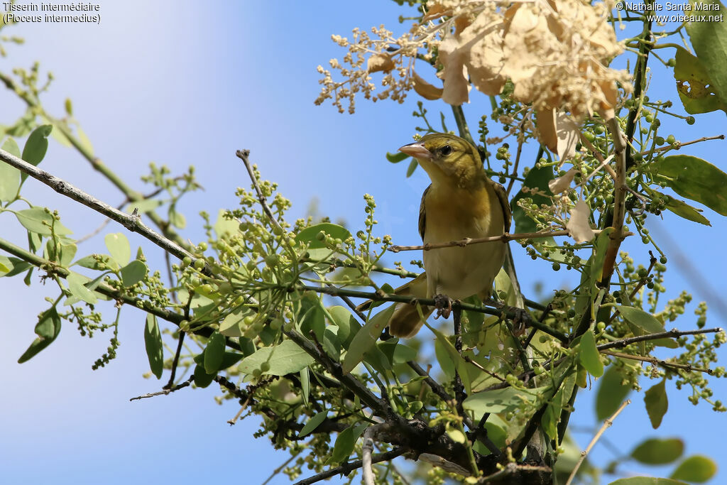 Lesser Masked Weaver, identification, habitat, Behaviour