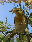 Lesser Masked Weaver