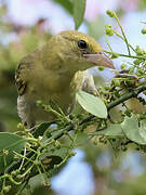 Lesser Masked Weaver