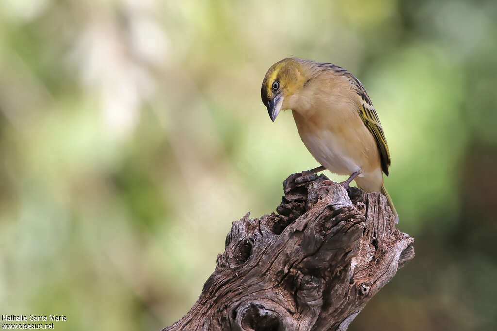 Lesser Masked Weaver female adult post breeding, identification, Behaviour