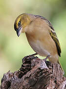 Lesser Masked Weaver