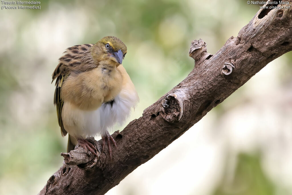 Lesser Masked Weaver female adult, identification, Behaviour