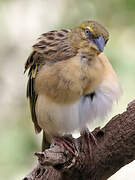 Lesser Masked Weaver