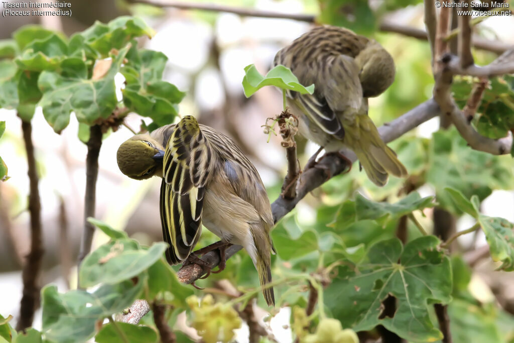 Tisserin intermédiaire femelle adulte, habitat, soins